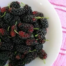 King Mulberry Crunchy Fruit Snack توت شامي مقرمش